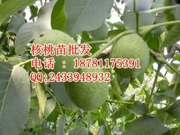 農副產品加工批發 選擇可靠廠家與精準供應信息的綜合指南