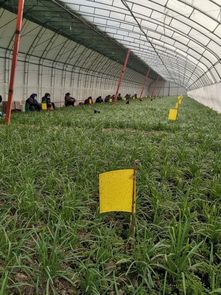 天津勸寶農副產品公司多舉措穩生產保供應