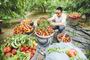 鄧樓果園直供 當季油桃的甜蜜與農批直銷新機遇